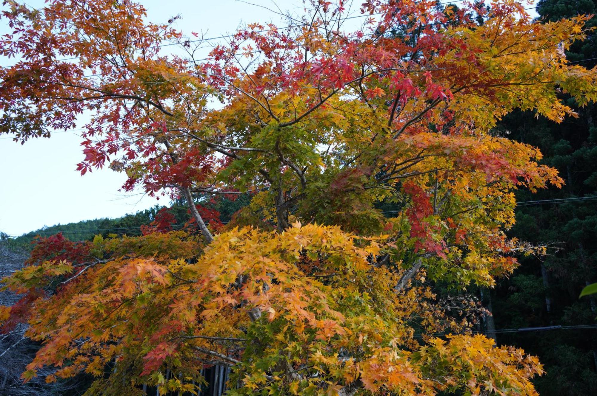 Satoyama Hotel Kanenone Tamba 마이바라 외부 사진